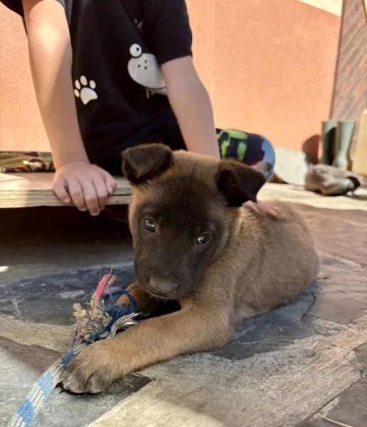 Chovatelská stanice Fiera Vulpo zadá štěňata belgického ovčáka