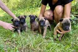 Chovatelská stanice Fiera Vulpo zadá štěňata belgického ovčáka