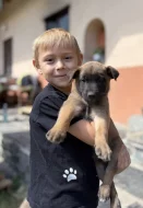 Chovatelská stanice Fiera Vulpo zadá štěňata belgického ovčáka