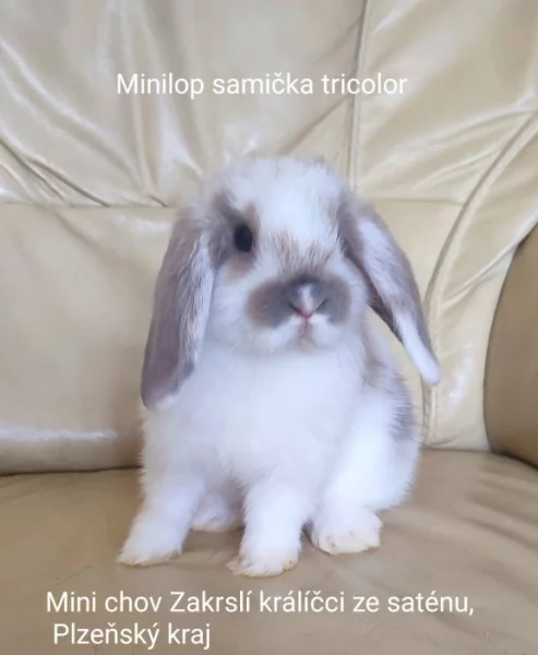 Zakrslý beránek Minilop