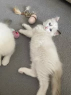 Ragdollí koťátka s PP