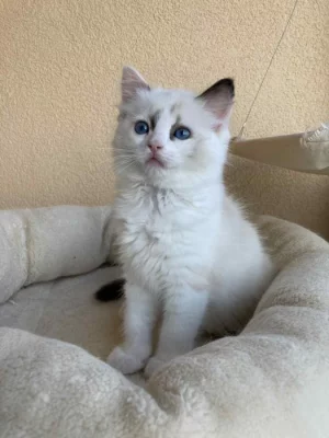 Ragdollí koťátka s PP