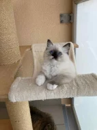 Ragdollí koťátka s PP