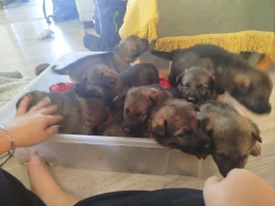 Zadáme štěňata NO