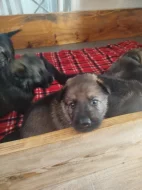 Zadáme štěňata NO