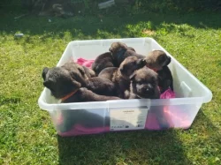 Zadáme štěňata NO