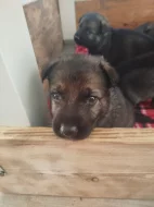 Zadáme štěňata NO