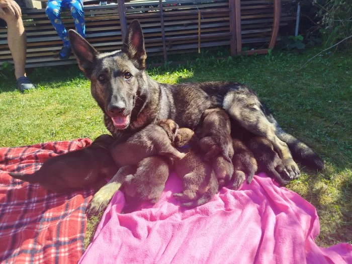 Zadáme štěňata NO