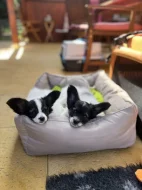 Poslední volná štěňátka papillona