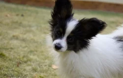 Poslední volná štěňátka papillona