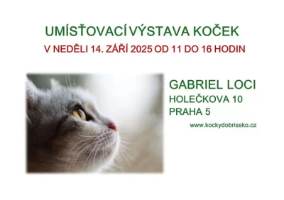Umísťovací výstava koček v Gabriel Loci v Praze 5