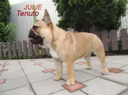 Francouzský buldoček s PP.FCI.