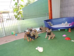 Francouzský buldoček s PP.FCI.