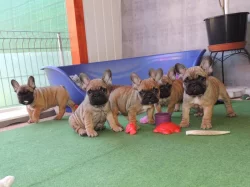 Francouzský buldoček s PP.FCI.