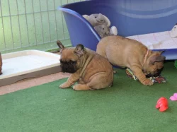 Francouzský buldoček s PP.FCI.