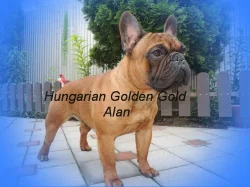 Francouzský buldoček s PP.FCI.