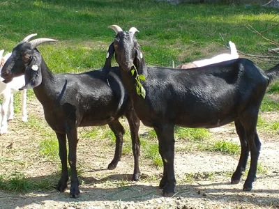 Anglonubijské kozy