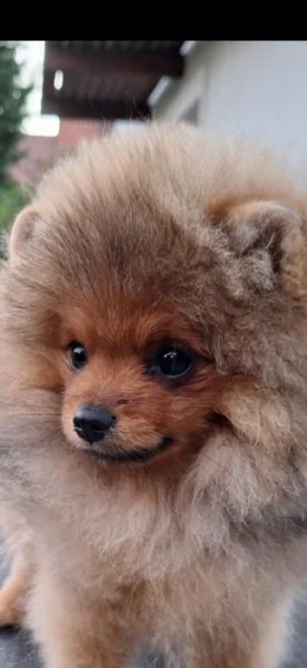 Prodám štěně pomeraniana s PP