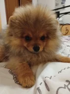 Prodám štěně pomeraniana s PP
