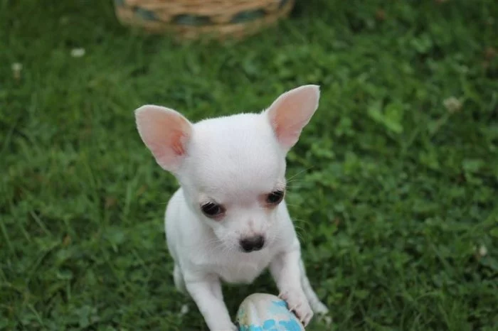 čivava dlouhosrstá s PP fenka