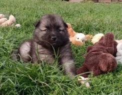Německý špic vlčí / keeshond prodám štěňata s PP