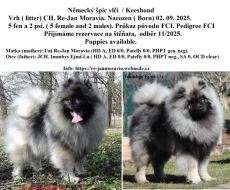 Německý špic vlčí / keeshond prodám štěňata s PP