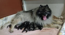 Německý špic vlčí / keeshond prodám štěňata s PP
