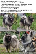 Německý špic vlčí / keeshond prodám štěňata s PP