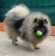 Německý špic vlčí / keeshond prodám štěňata s PP