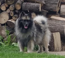 Německý špic vlčí / keeshond prodám štěňata s PP