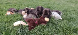 Německý špic vlčí / keeshond prodám štěňata s PP