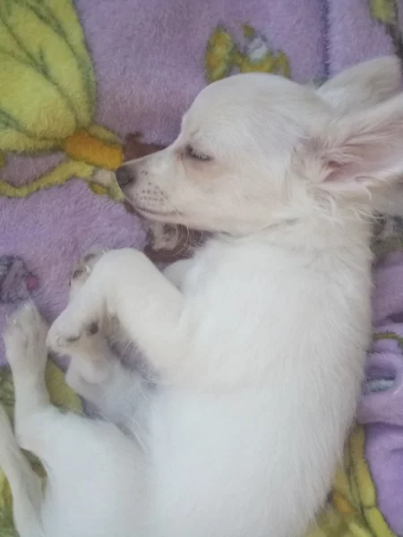 Dlouhosrstá čivava