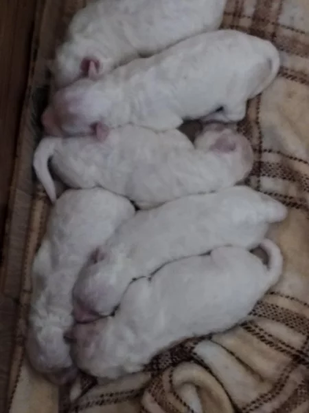 Štěňata boloňáčka