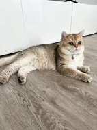 Britská zlatá činčila NY11 – 2 kocourci s PP, nar. 22.05, chovatelská stanice WCF