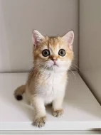 Britská zlatá činčila NY11 – 2 kocourci s PP, nar. 22.05, chovatelská stanice WCF