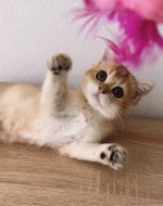 Britská zlatá činčila NY11 – 2 kocourci s PP, nar. 22.05, chovatelská stanice WCF