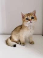 Britská zlatá činčila NY11 – 2 kocourci s PP, nar. 22.05, chovatelská stanice WCF