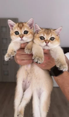 Britská zlatá činčila NY11 – 2 kocourci s PP, nar. 22.05, chovatelská stanice WCF