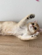 Britská zlatá činčila NY11 – 2 kocourci s PP, nar. 22.05, chovatelská stanice WCF