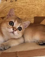 Britská zlatá činčila NY11 – 2 kocourci s PP, nar. 22.05, chovatelská stanice WCF