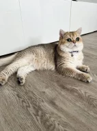 Britská zlatá činčila NY11 – 2 kocourci s PP, nar. 22.05, chovatelská stanice WCF