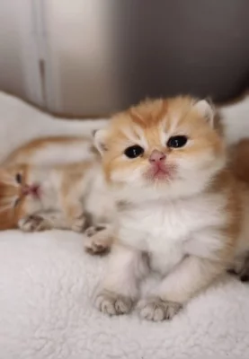 Předprodej – Britská zlatá činčila, 4 kocourci + 1 kočička, WCF, narozeni 15.08