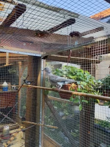 Prodám hrdličky chechtavé