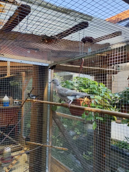 Prodám hrdličky chechtavé