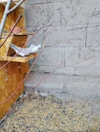 Prodám hrdličky chechtavé