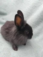 Zakrslí králík Teddy