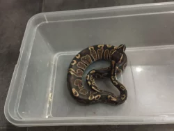 Krajta královská Ghi a další