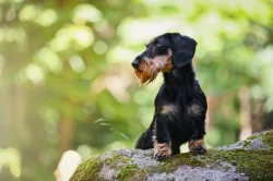 Jezevčík drsnosrstý  trpasličí králičí