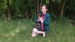 Jezevčík drsnosrstý  trpasličí králičí