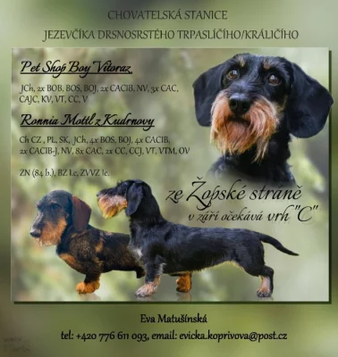 Jezevčík drsnosrstý  trpasličí králičí